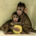 pros and cons of animal cloning