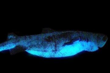 glowing sharks