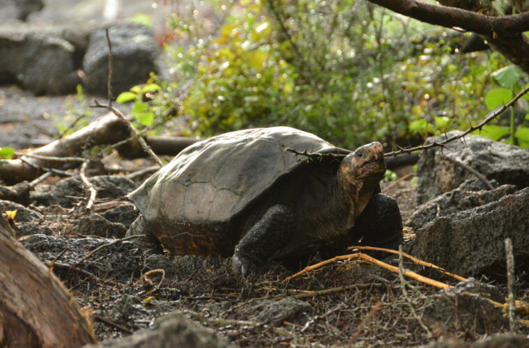 Galapagos Conservancy