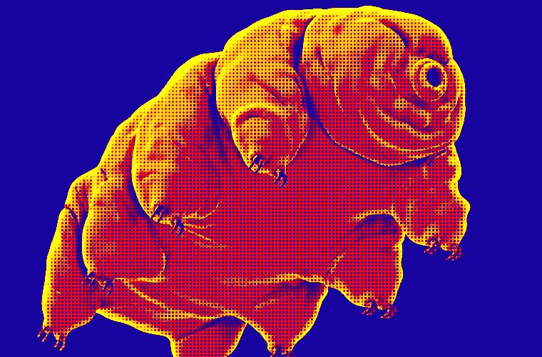 tardigrades