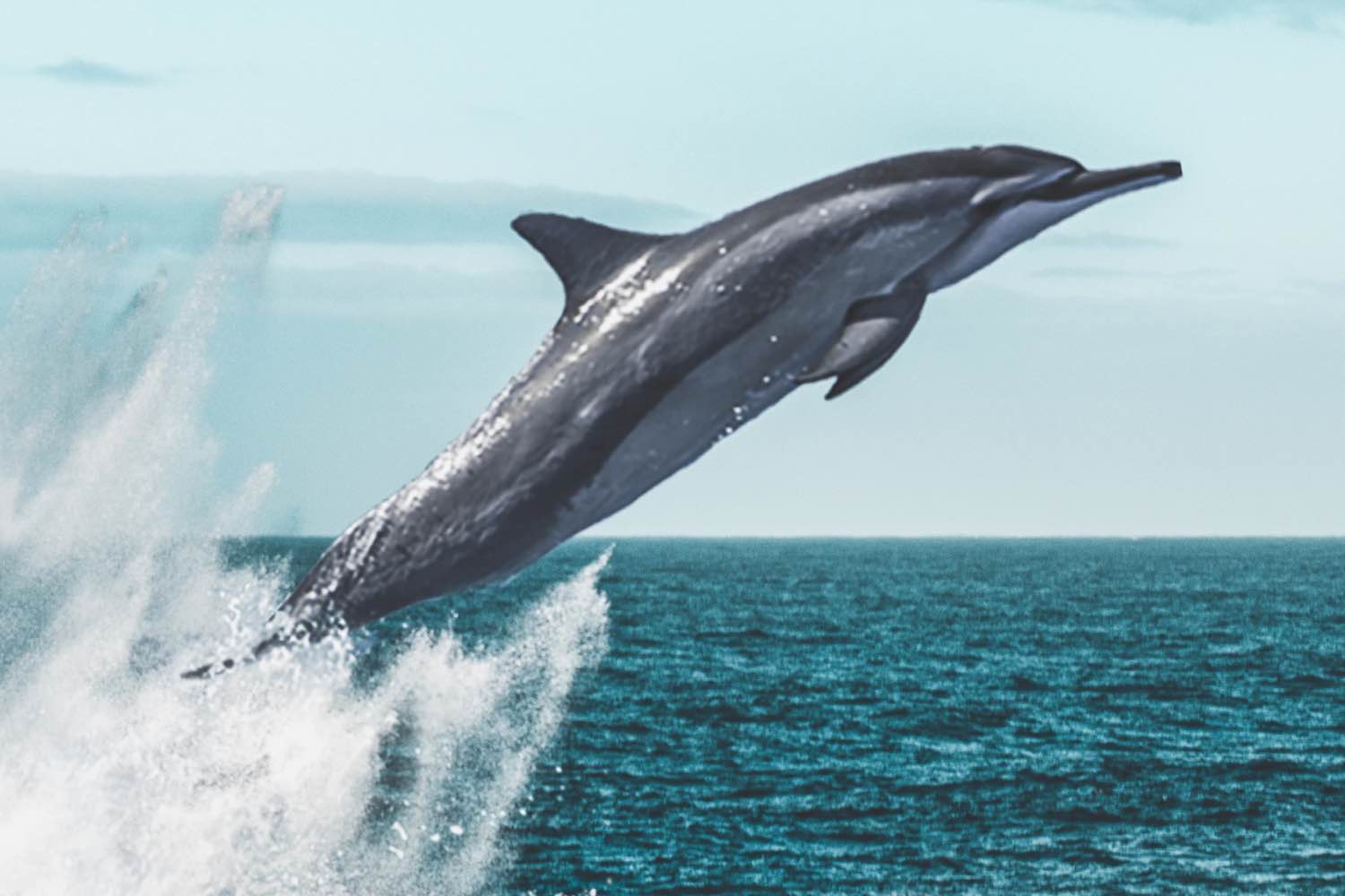 Forget Extraterrestrials: What if UFOs Were Piloted by Dolphins? - The  Debrief