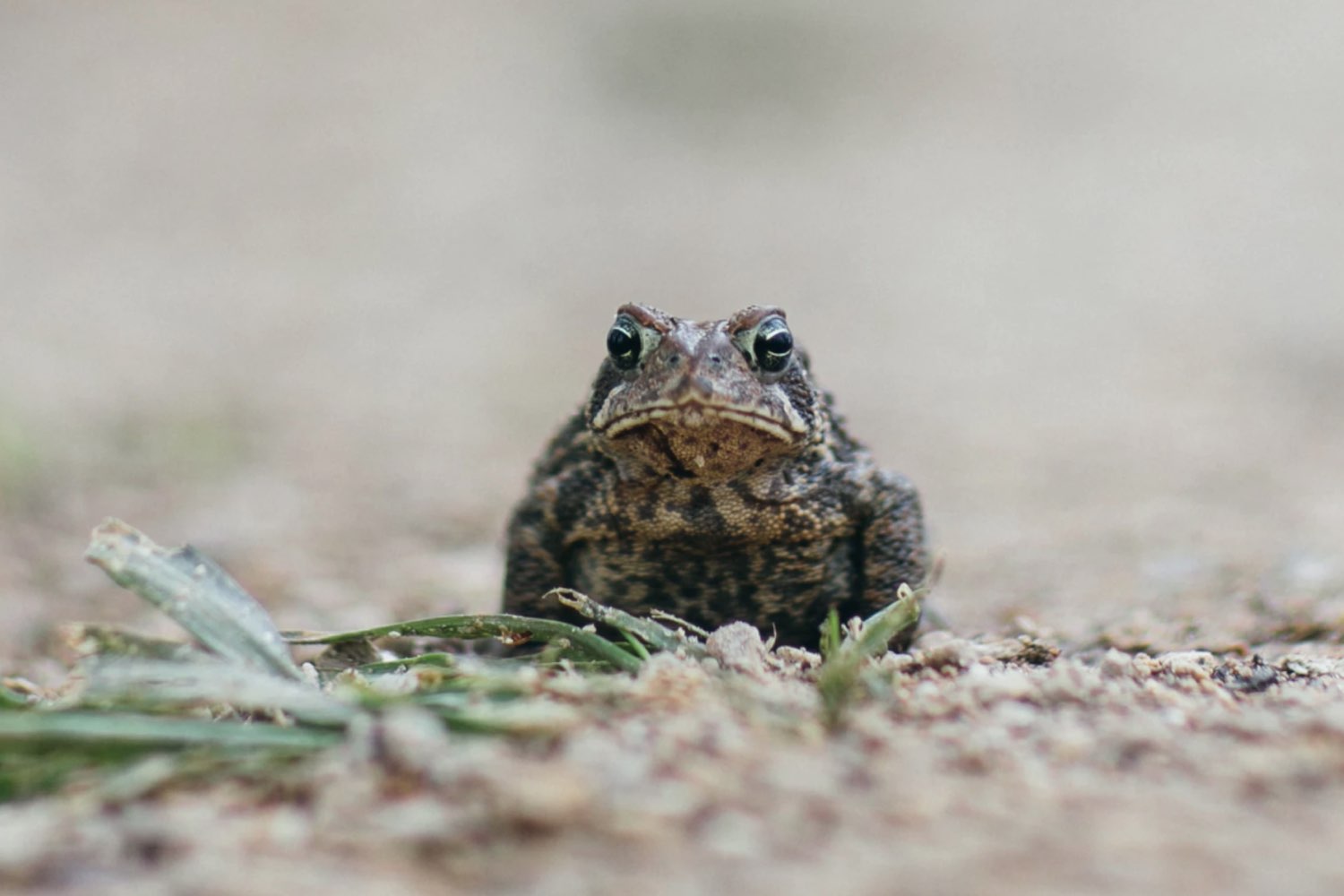 cane toads eating