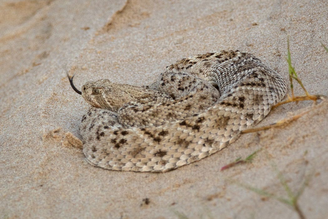 That Rattlesnake You Hear Is Not As Close As You Fear - The Debrief