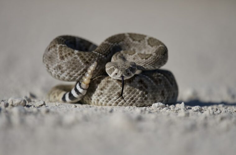 rattlesnake