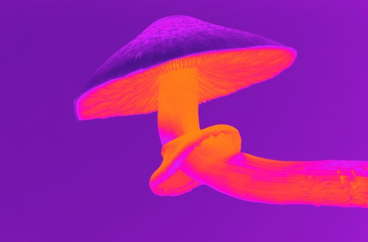 magic mushrooms psychedelics