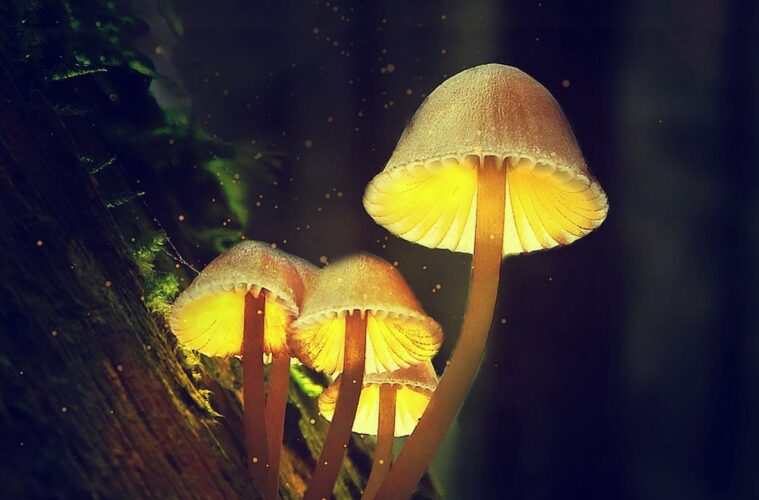 psilocybin