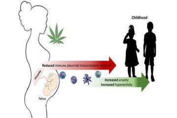 Cannabis During Pregnancy