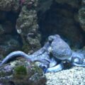 adaptive camouflage octopus