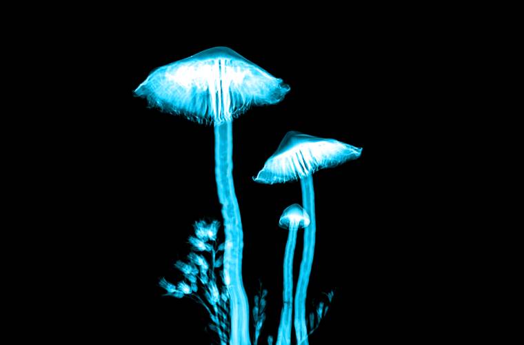 magic mushrooms, psychedelics