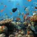 Climate Change on Coral Reefs may be less damaging than previously thought as new research suggests.