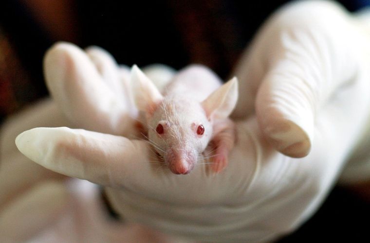 A new study shows that mice spleens can be tricked into performing like livers