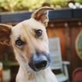 A new study shows that dogs use just the voice of their owner to process owner recognition