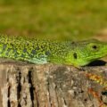 New research suggests that the camouflage patterns of ocellated lizards may mimic a mathematical model