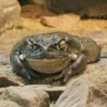 Secretions from the Bufo Alvarius toad reveal a new psychedelic that may become the next fad drug for the rich and famous