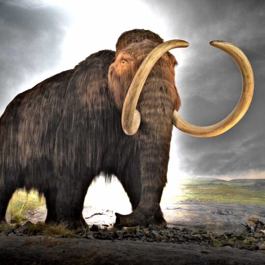 The Woolly Mammoth Will Be Back In 6 Years, Says New Start-Up in ...