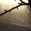 In using spider silk, researchers found a way to stabilize an important protein used in cancer treatment