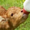 New research suggests that cow milk proteins could boost the body's immune system, helping to fight against the coronavirus