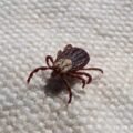 New entomological research shows that ticks now live for 27 years.