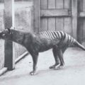 Thylacine