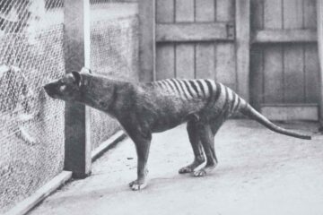 Thylacine