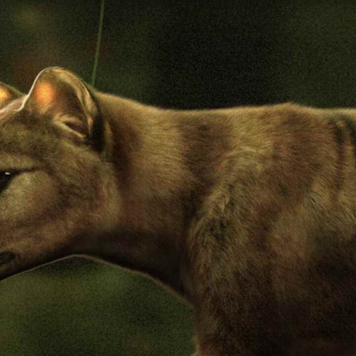 Resurrecting The Thylacine: Colossal Announces Plans To “De-Extinct ...