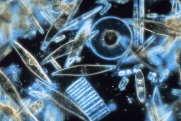 microscopic marine organisms