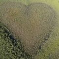 heart-shaped features