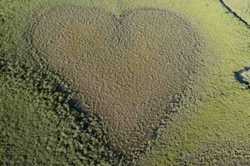 heart-shaped features