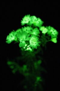 glowing plants