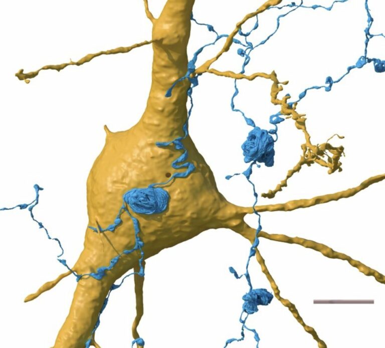 Above: It was discovered that never-before-seen "axon spirals", shown in blue in the sample, sometimes exist on the surface of another nerve cell, shown in yellow.