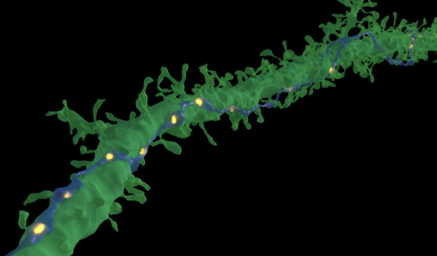 Above: Lichtman and the research team report that on some occasions, a single axon, shown in blue, was found to make repeated synaptic connections, indicated by yellow areas in the image above, with a target neuron (shown in green). Presently, the researchers say the purpose of these tight connections is unknown. Credit: Google Research & Lichtman Lab (Harvard University). Renderings by D. Berger (Harvard University).