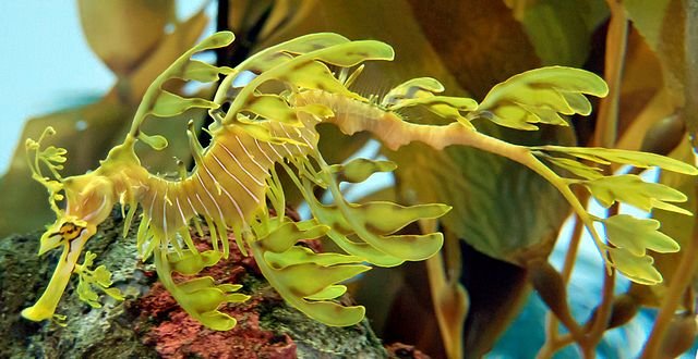 A leafy seadragon floats in a tank at the Pittsburg Zoo.