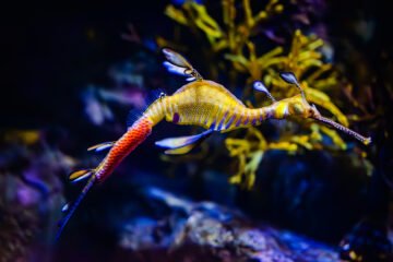 A male leafy seadragon carries bright pink eggs on his tail within a tank at the Birch Aquarium