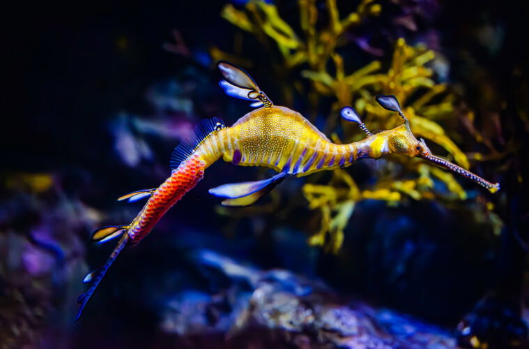 A male leafy seadragon carries bright pink eggs on his tail within a tank at the Birch Aquarium