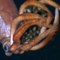 A new species of squid carrying giant eggs was found deep in the ocean.