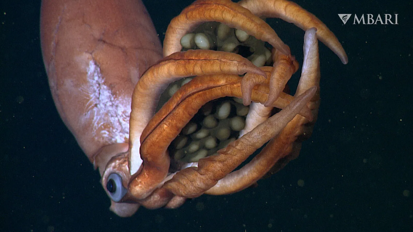 A new species of squid carrying giant eggs was found deep in the ocean.