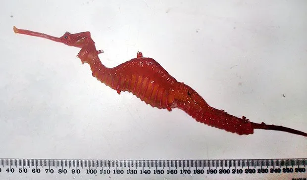 A ruby seadragon specimen was measured after being collected in 2007. 