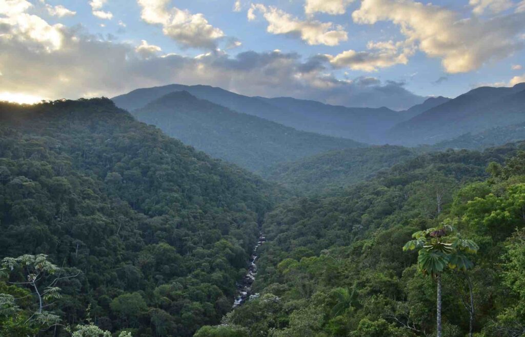 Trees Are Now Moving Due to Climate Change, But It's Not the First Time ...