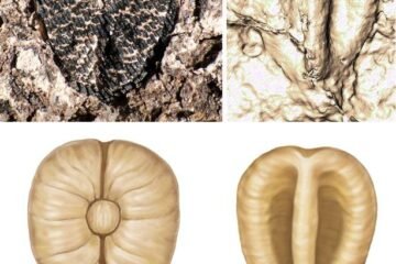 A collage of the Lithouva grape fossil, the oldest grape species in the western hemisphere.