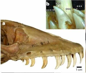 iron-coated teeth dinosaurs