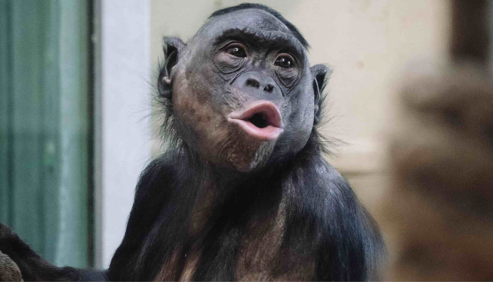 chimpanzee