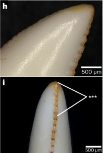 iron-coated teeth dinosaurs