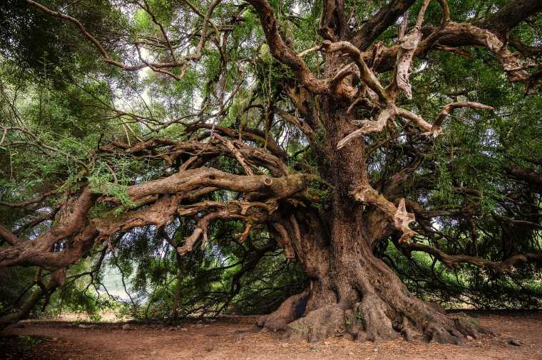 50,000-year-old tree resin reveals “sophisticated technological processes” and could rewrite the history of human expansion in ancient times