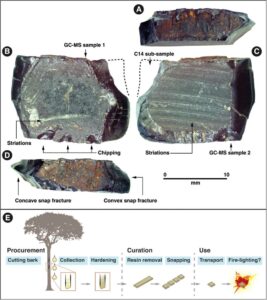 50,000-year-old tree resin