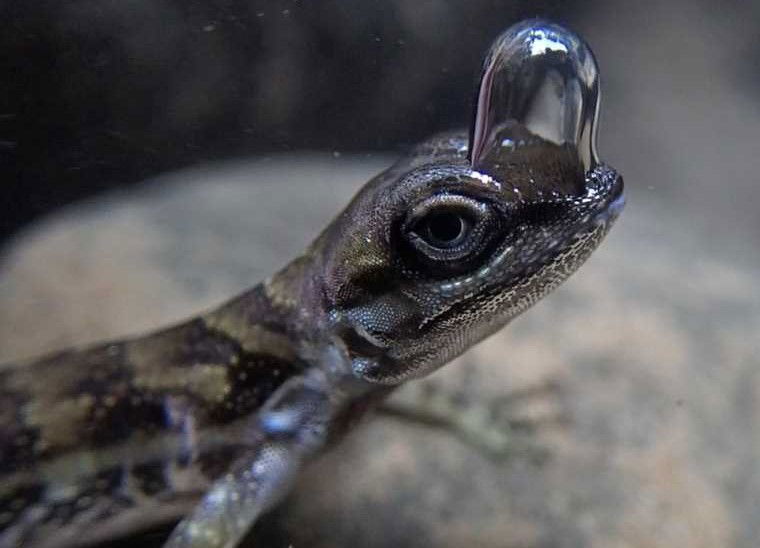 scuba diving lizard