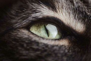 cat's eye camera