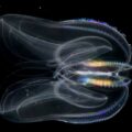 comb jelly