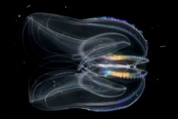 comb jelly