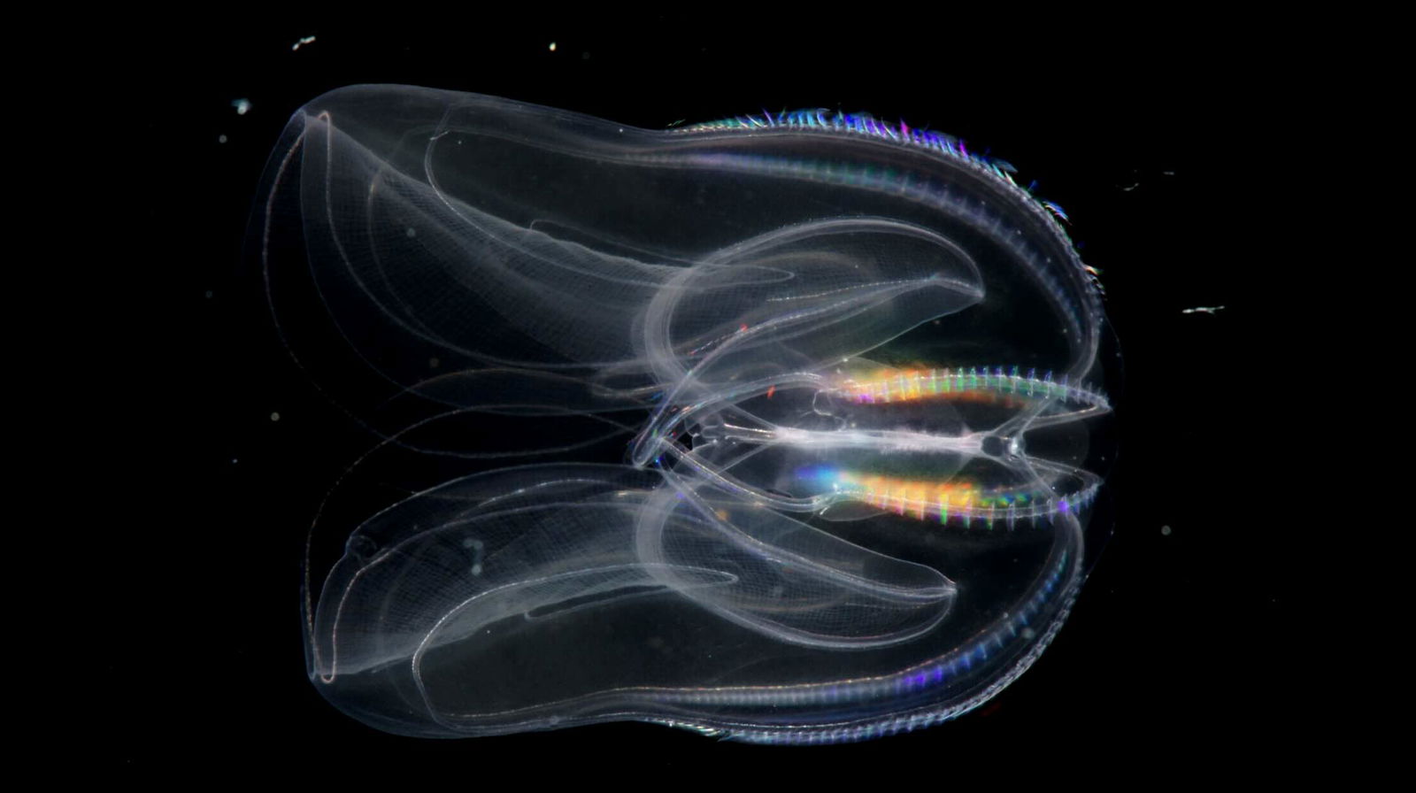 comb jelly