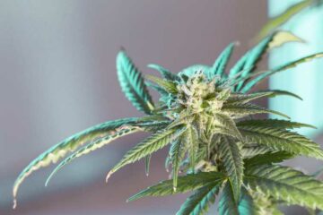 high-potency cannabis DNA psychosis